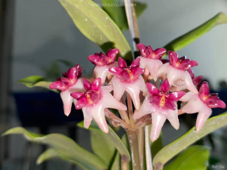 Hoya 'Patricia'