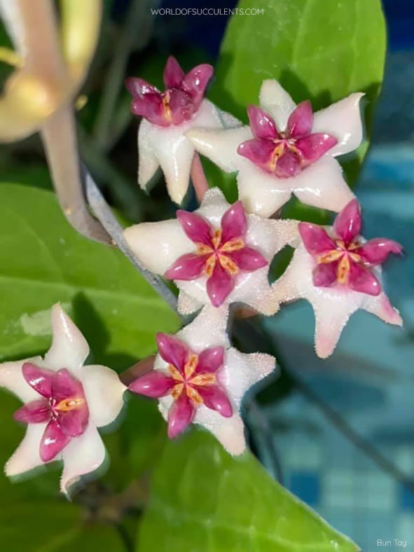 Hoya 'Patricia'