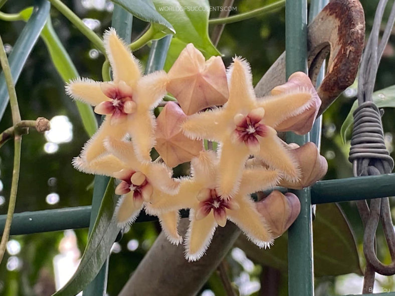 Hoya buotii