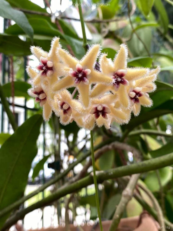 Hoya buotii