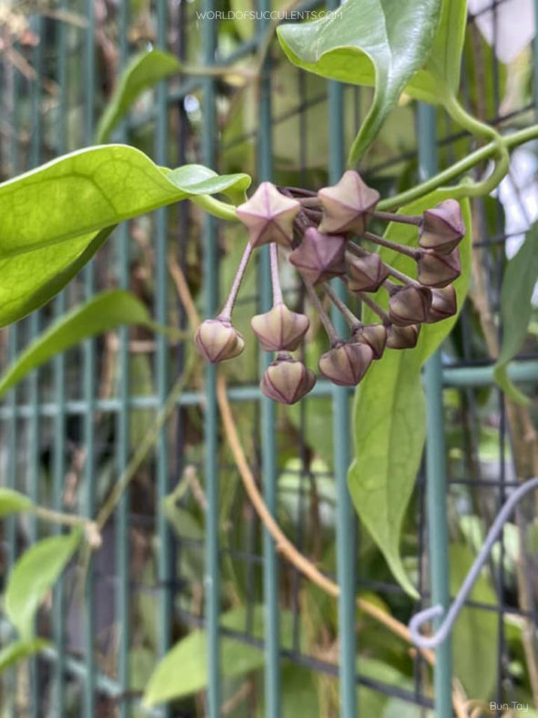 Hoya buotii