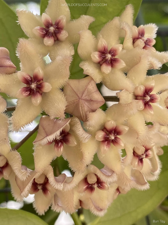 Hoya buotii