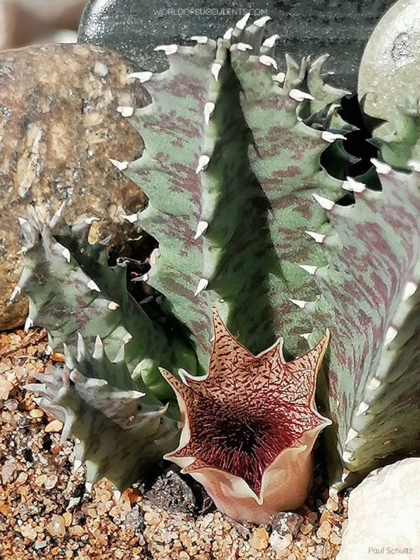 Huernia barbata