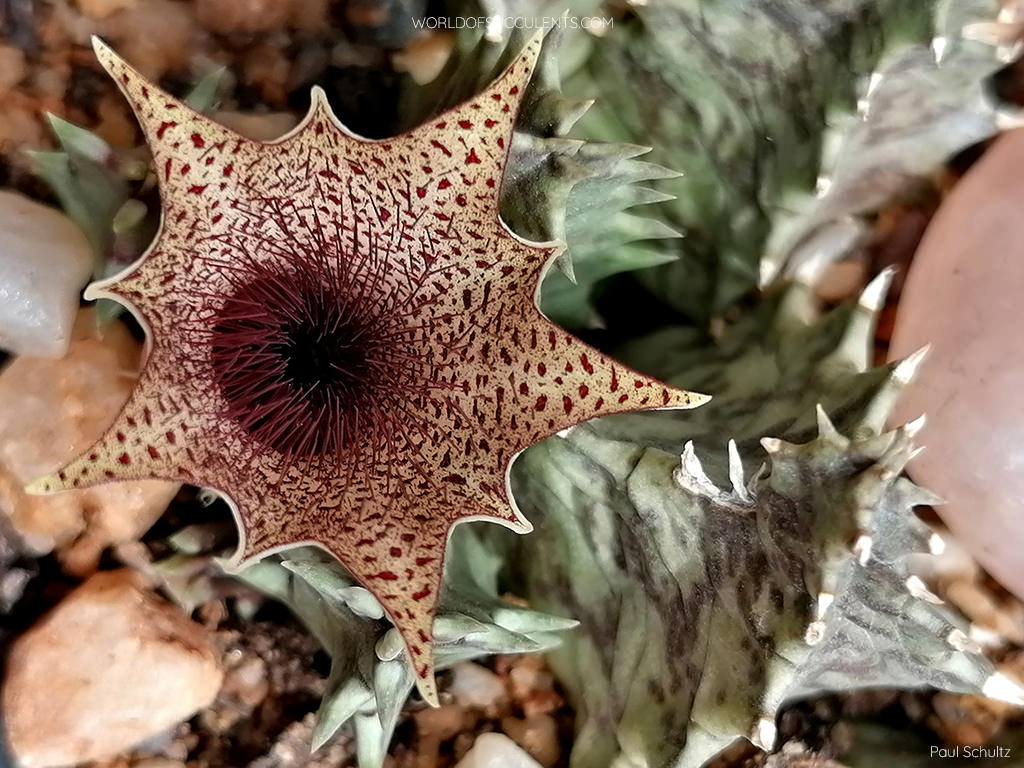 Huernia barbata