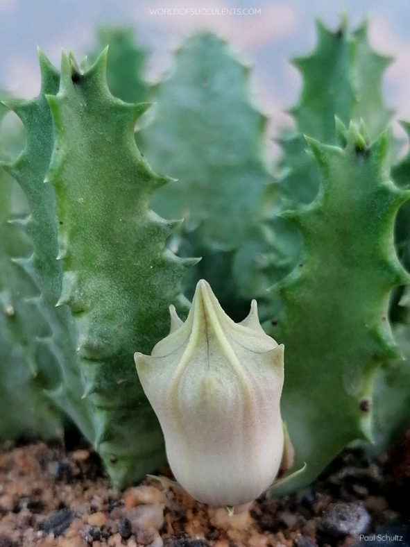 Huernia barbata