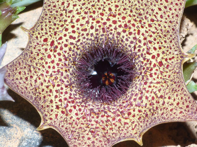 Huernia barbata