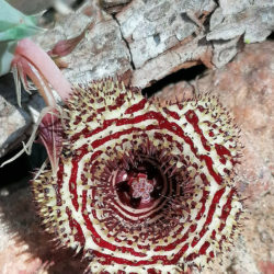 Huernia volkartii, commonly known as Dragon Flower
