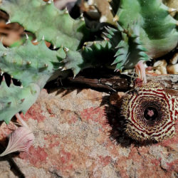 Huernia volkartii, commonly known as Dragon Flower