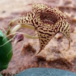 Huernia volkartii, commonly known as Dragon Flower