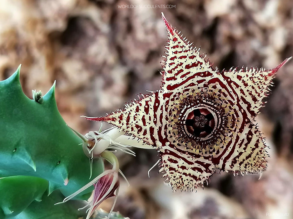 Huernia volkartii, commonly known as Dragon Flower