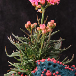 Kalanchoe 'Tarantula' aka Kalanchoe 'Katapifa'