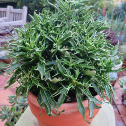 Kalanchoe 'Tarantula' aka Kalanchoe 'Katapifa'