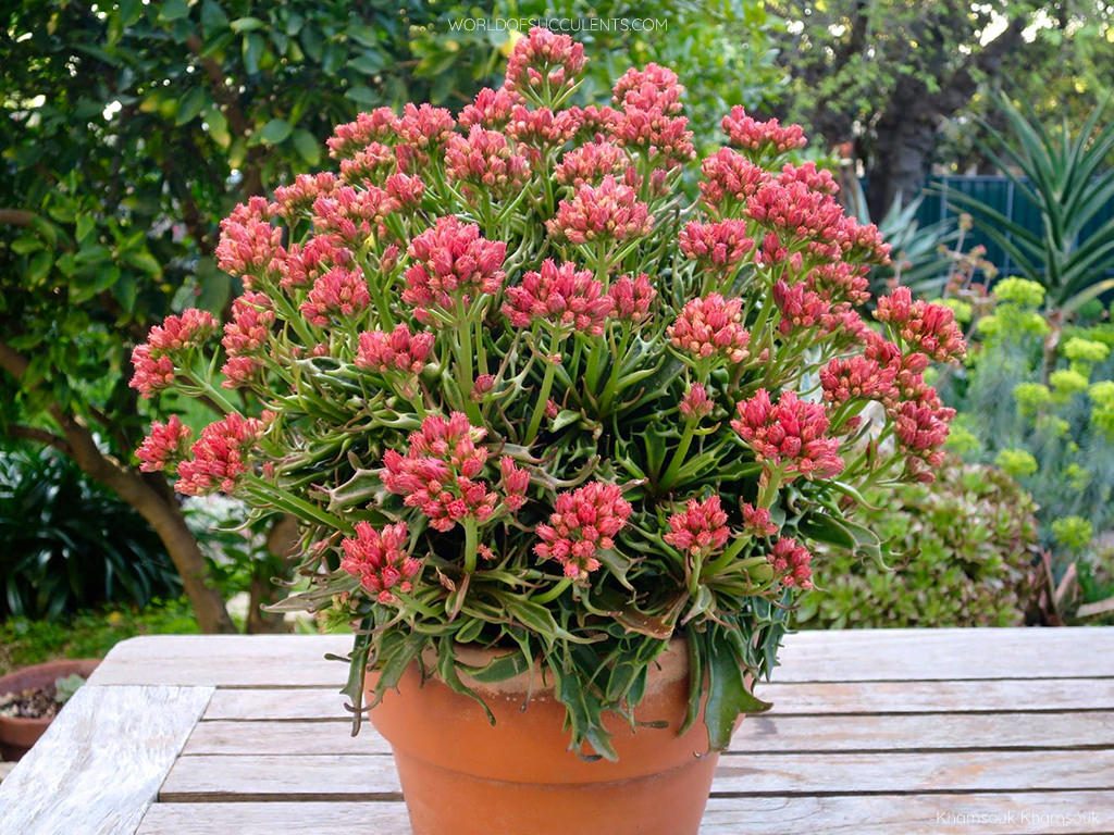 Kalanchoe 'Tarantula' aka Kalanchoe 'Katapifa'