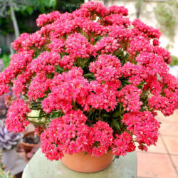 Kalanchoe 'Tarantula' aka Kalanchoe 'Katapifa'