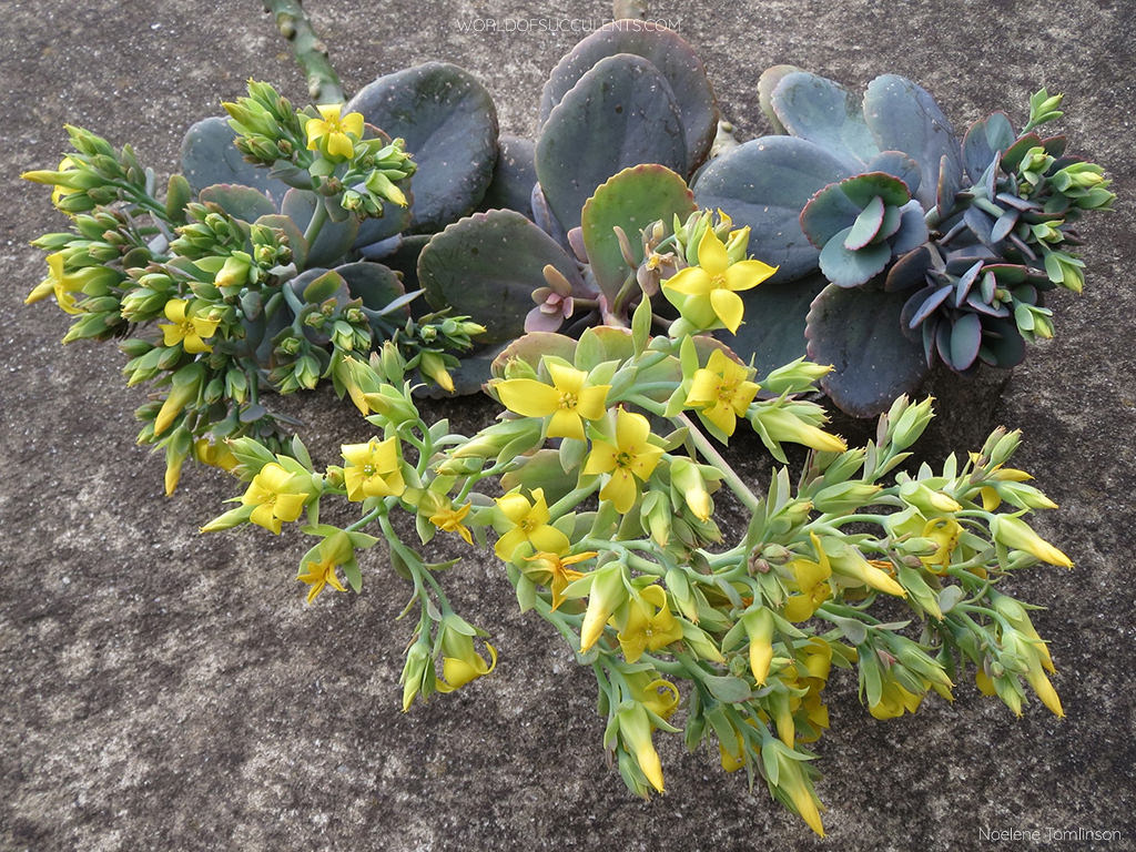 Kalanchoe grandiflora, commonly known as Yellow Kalanchoe