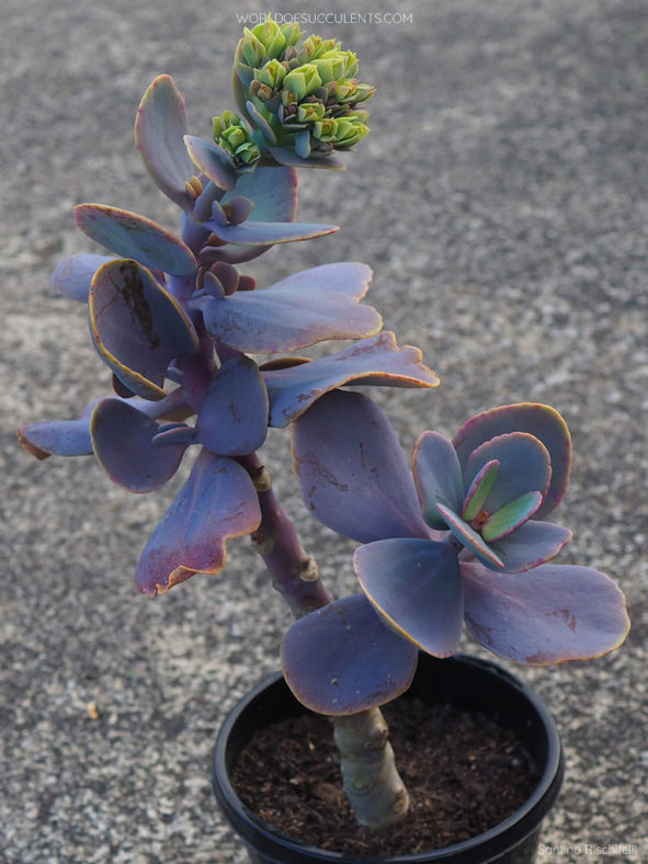 Kalanchoe grandiflora, commonly known as Yellow Kalanchoe