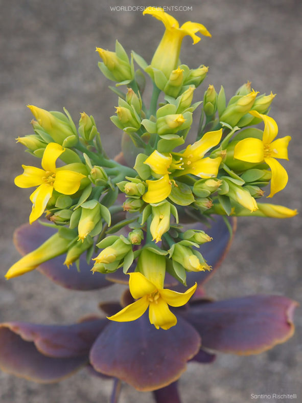 Kalanchoe grandiflora, commonly known as Yellow Kalanchoe