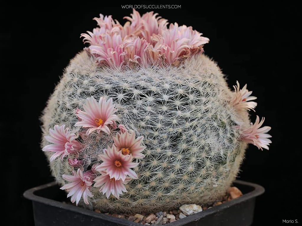 Mammillaria candida (Snowball Cactus) aka Mammilloydia candida