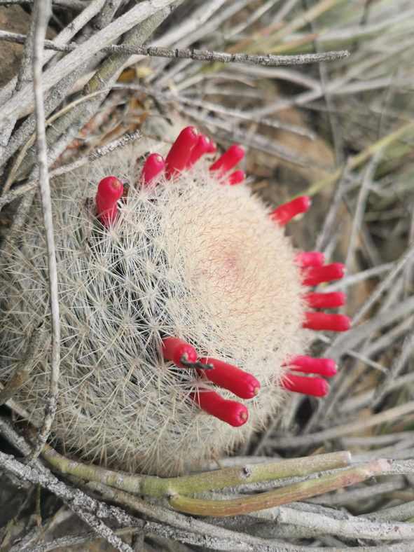 Mammillaria candida (Snowball Cactus) aka Mammilloydia candida