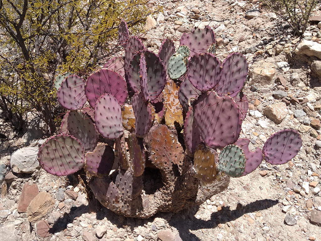Opuntia macrocentra, commonly known as Long-spined Purplish Prickly Pear