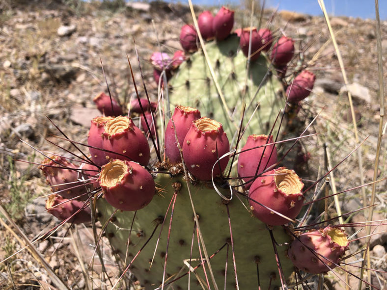 Opuntia macrocentra, commonly known as Long-spined Purplish Prickly Pear