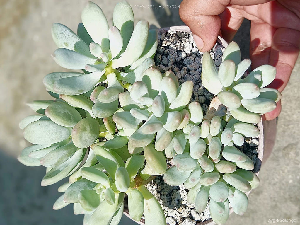 Pachyphytum glutinicaule