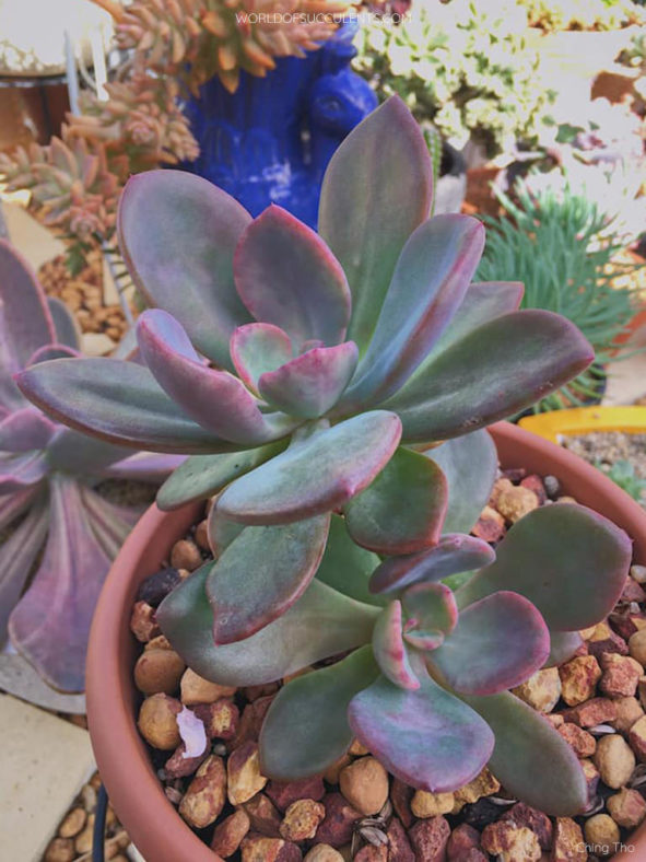 Pachyveria 'Blue Tongue'