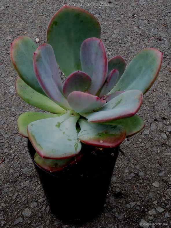 Pachyveria 'Blue Tongue'