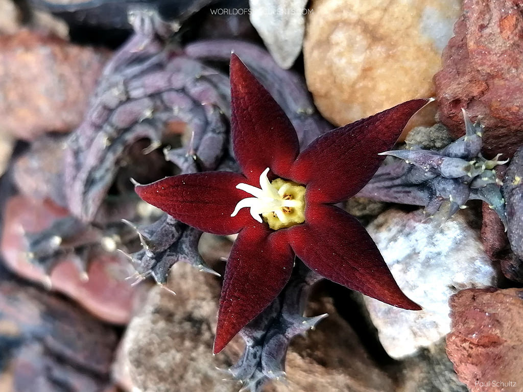 Piaranthus atrosanguineus aka Huerniopsis atrosanguinea