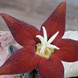 Piaranthus atrosanguineus aka Huerniopsis atrosanguinea