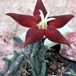 Piaranthus atrosanguineus aka Huerniopsis atrosanguinea