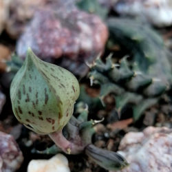 Piaranthus atrosanguineus aka Huerniopsis atrosanguinea