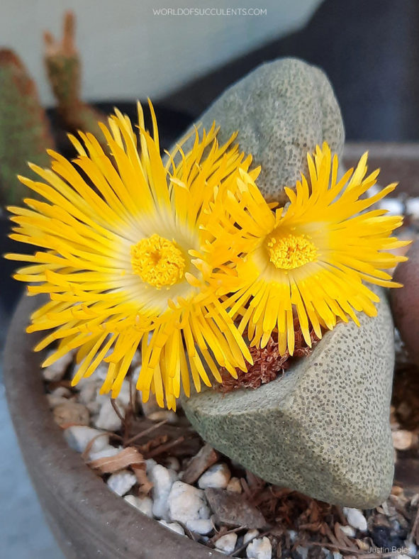 Pleiospilos bolusii, commonly known as Mimicry Plant