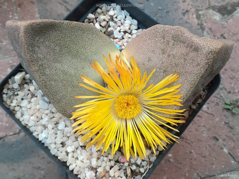 Pleiospilos bolusii, commonly known as Mimicry Plant