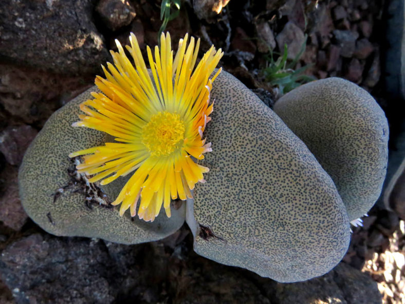 Pleiospilos bolusii, commonly known as Mimicry Plant