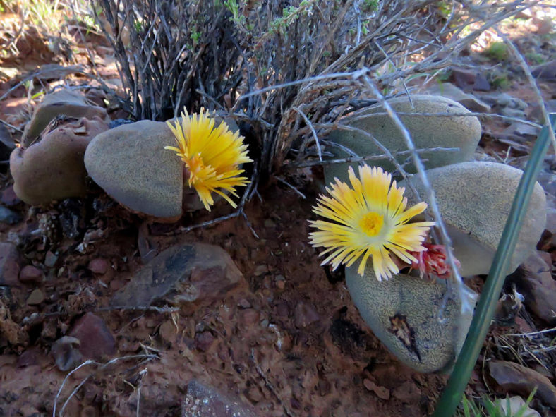 Pleiospilos bolusii, commonly known as Mimicry Plant