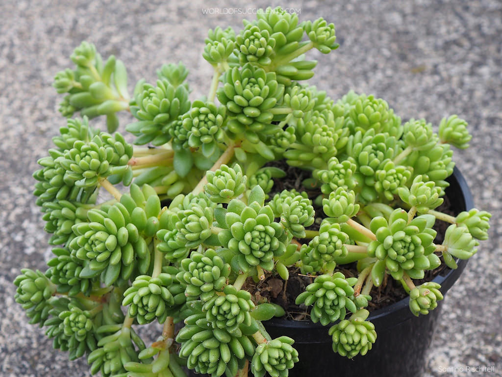 Sedum hirsutum subsp. baeticum