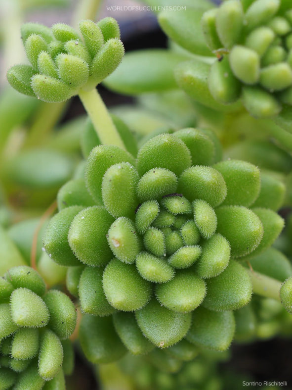 Sedum hirsutum subsp. baeticum