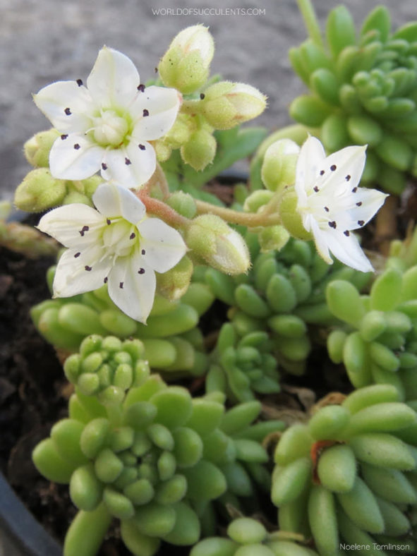 Sedum hirsutum subsp. baeticum