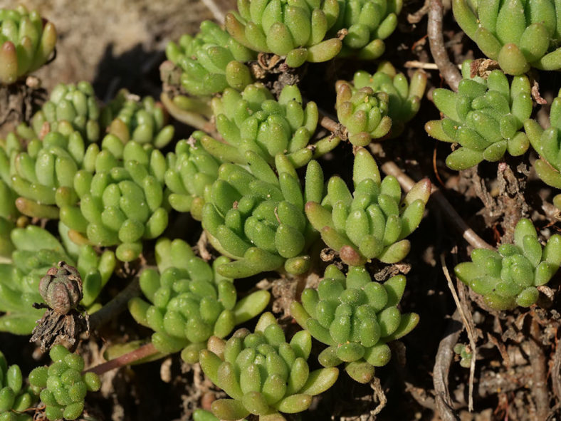 Sedum hirsutum subsp. baeticum