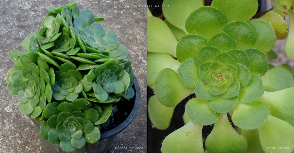 Aeonium ×anagense - World of Succulents