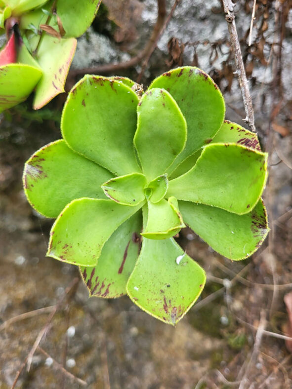 Aeonium glutinosum, commonly known as Viscid Houseleek. Rosette.