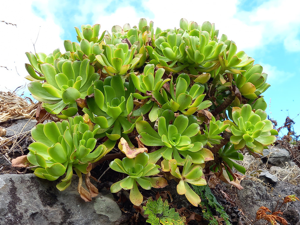 Aeonium glutinosum, commonly known as Viscid Houseleek. Shrub.