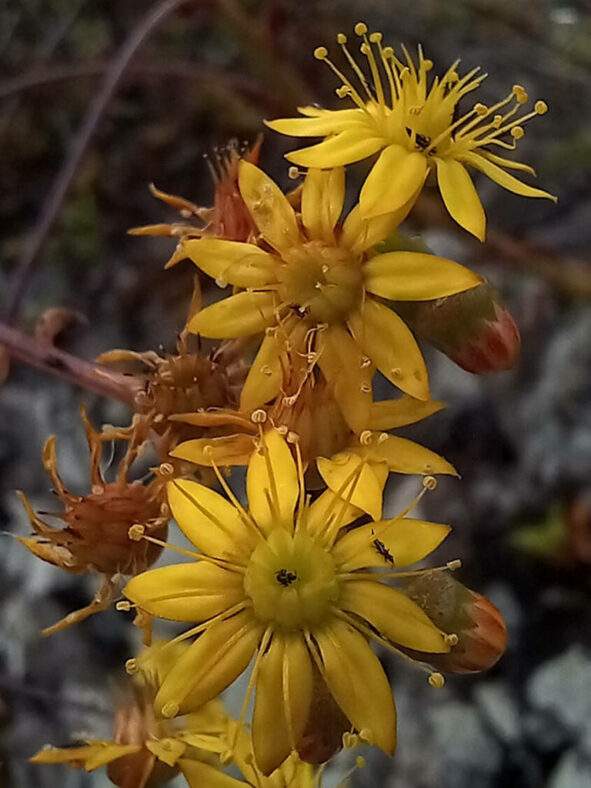 Aeonium glutinosum, commonly known as Viscid Houseleek. Flowers