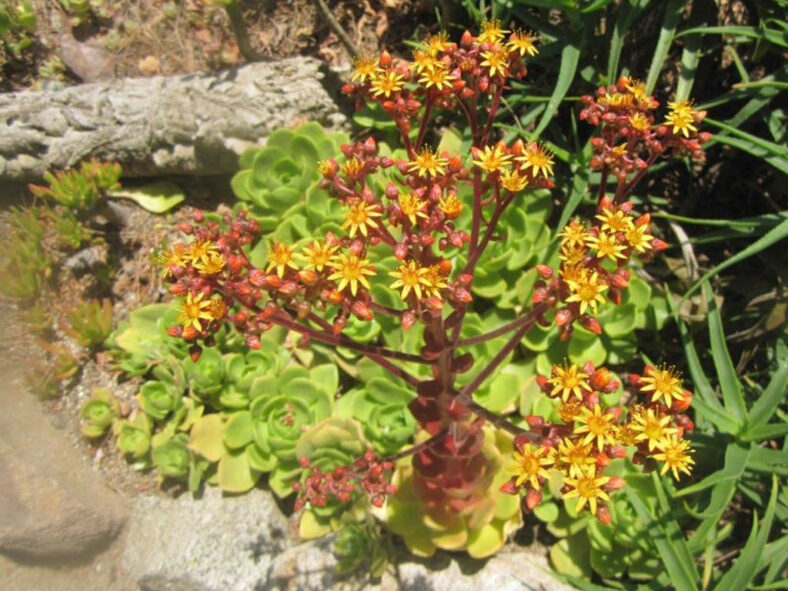 Aeonium glutinosum, commonly known as Viscid Houseleek. Inflorescence.