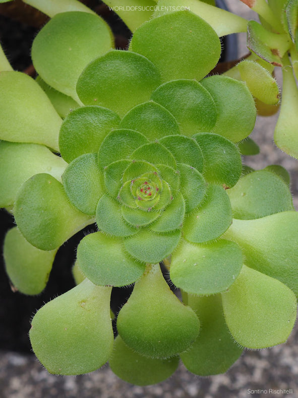 Aeonium ×anagense