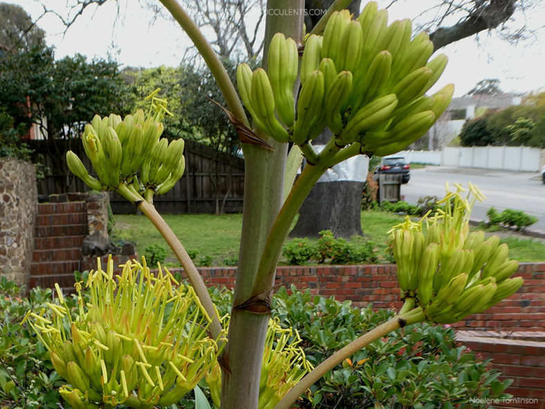 Agave desmetiana 'Variegata' buds and flowers