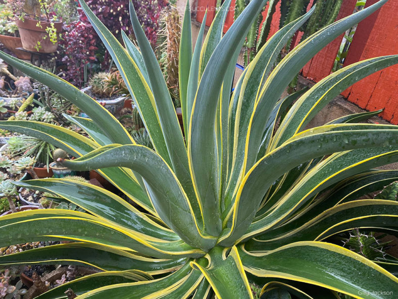 Agave desmetiana 'Variegata'