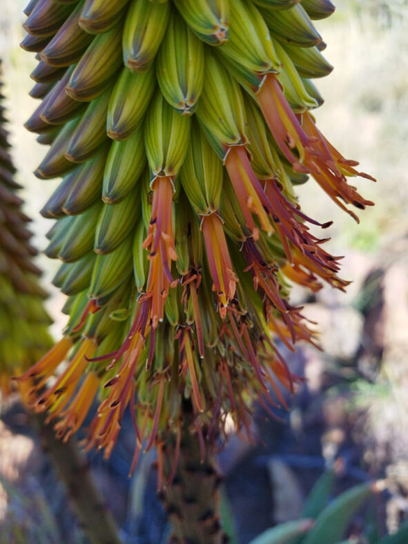 Aloe aculeata, commonly known as Red Hot Poker Aloe. Buds and flowers.