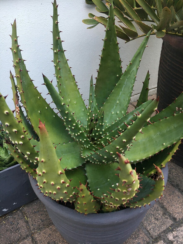 Aloe aculeata, commonly known as Red Hot Poker Aloe